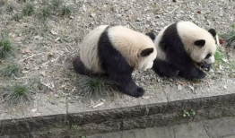 大熊猫的视频,大熊猫的温馨日常